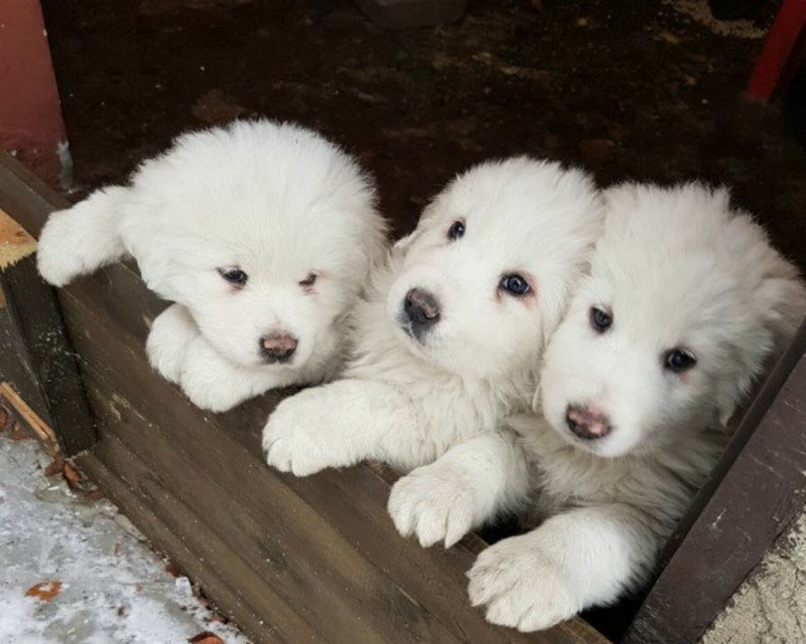 Sheepdog Puppies Rescued After Avalanche In Italy