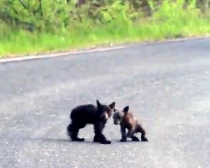 Watch: Baby Cubs Wrestle In Cute Fighting Match