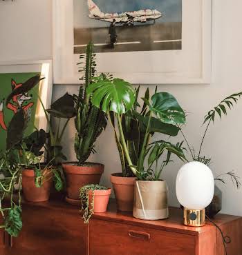 expert houseplant tips