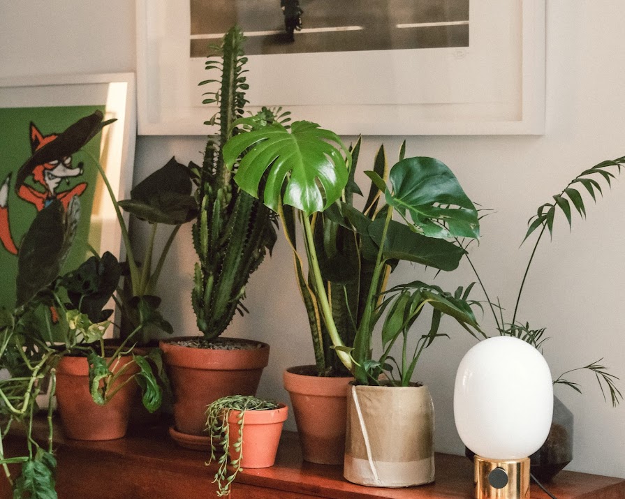 Caitlin McGinniss from Coffee and Cactus gives us her tips for caring for your houseplants