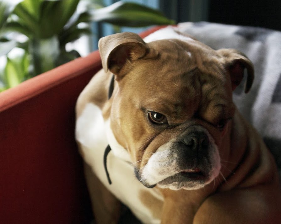 Need some light relief? Here are some of our favourite dogs photographed in IMAGE Interiors