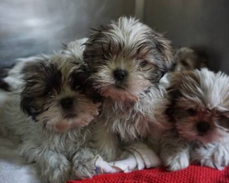 116 Puppies Rescued at Dublin Port