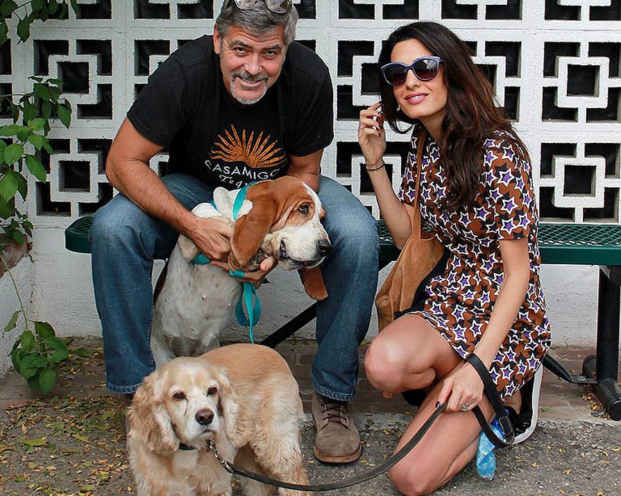 George and Amal Clooney Adopted A Basset Hound!