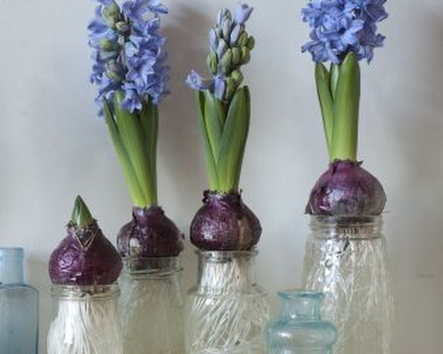 Emma Hardy’s Hyacinths In Glass Jars