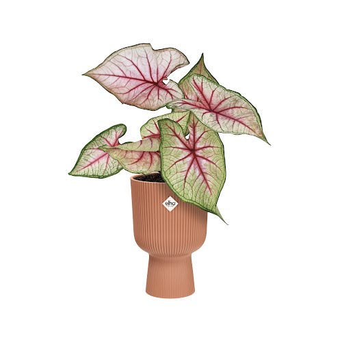 Vibes Folds Round Coupe Plant Pot, €9.95, Ballyseedy