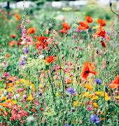 Taking a holistic approach to gardening: a guide