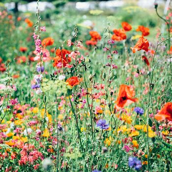 Taking a holistic approach to gardening: a guide