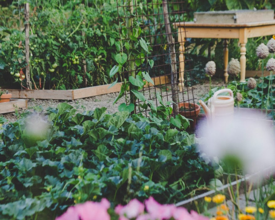 GIY: A beginner’s guide to planting a vegetable garden