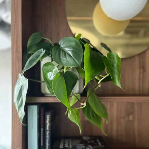 Hopeless Botanics, Heart Leaf Philodendron, €35