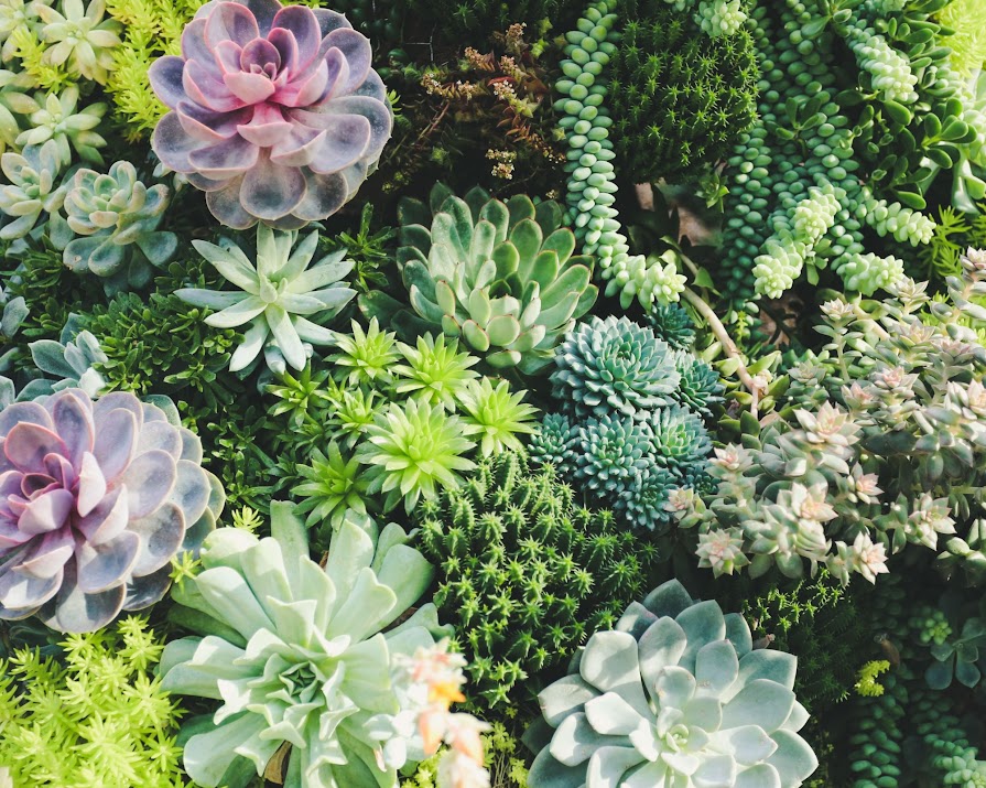 So you bought a succulent… Now here’s how to care for it