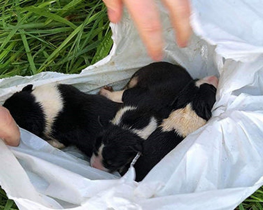ISPCA launch appeal after three puppies found in a plastic bag dangling over river