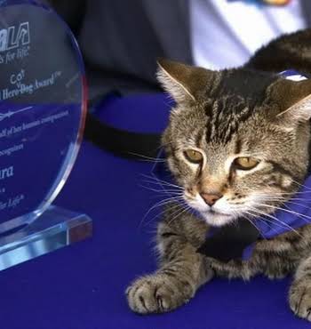 Cat Winner