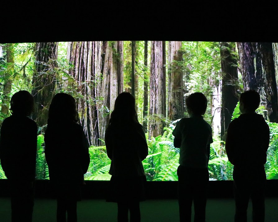 ‘Eye-opening and empowering’: this climate change experience at Powerscourt is a must