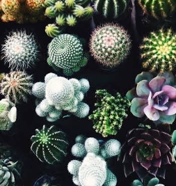 Cacti Colour Scheme