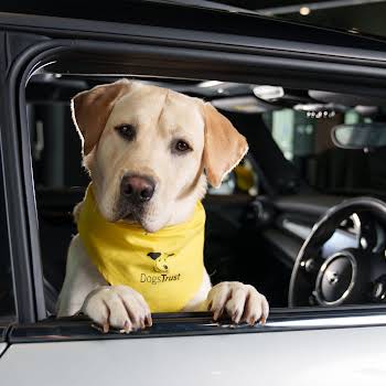 Driving with dogs: MINI Ireland announces a “paw-fect” partnership with Dogs Trust