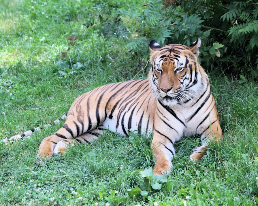 4-year-old tiger at Bronx Zoo tests positive for Covid-19