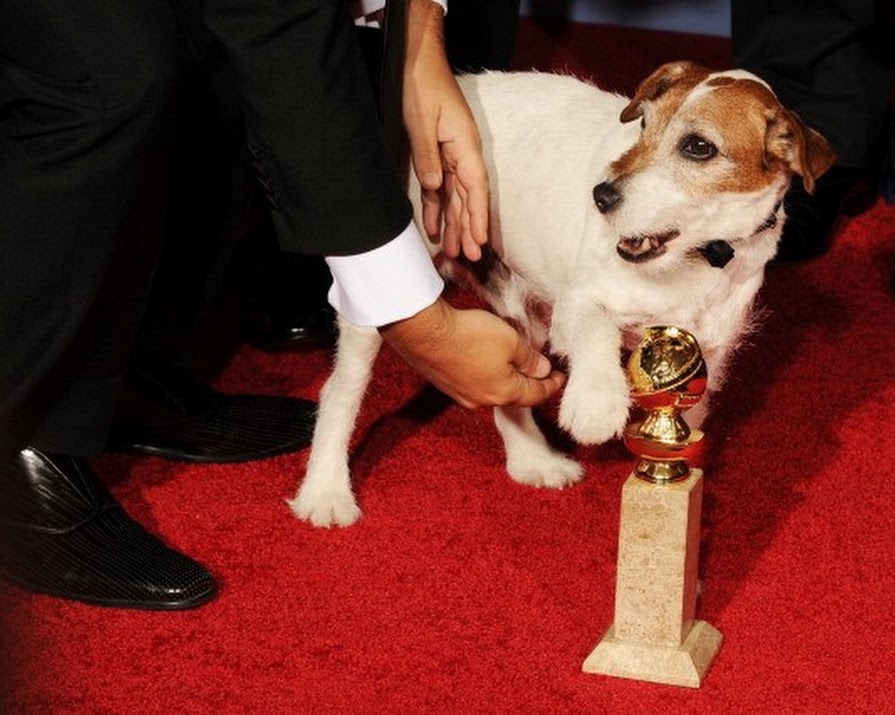 The Dog From The Artist, Uggie, Has Died