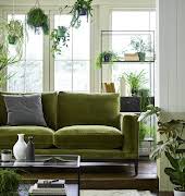 The best houseplants to suit every room