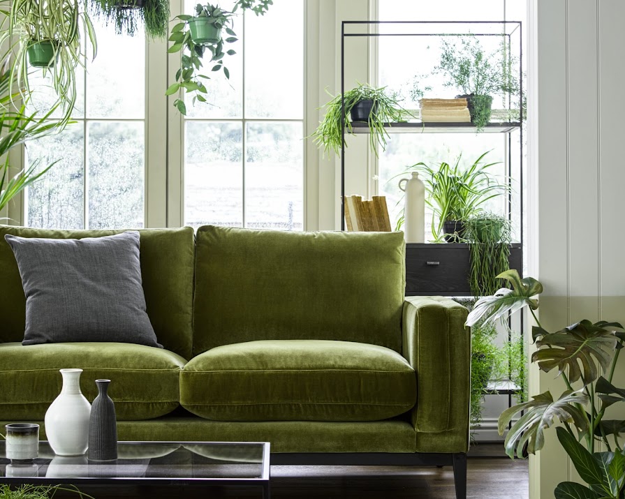 The best houseplants to suit every room